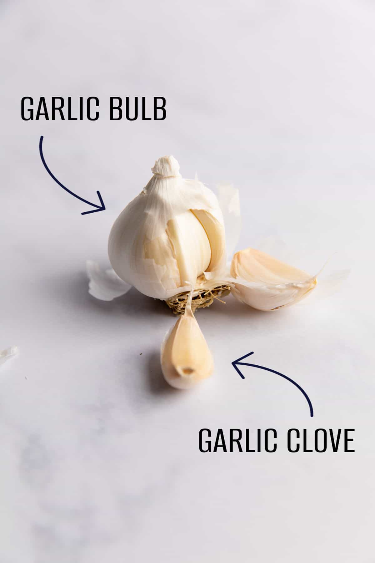 One clove of garlic compared to a bulb of garlic.