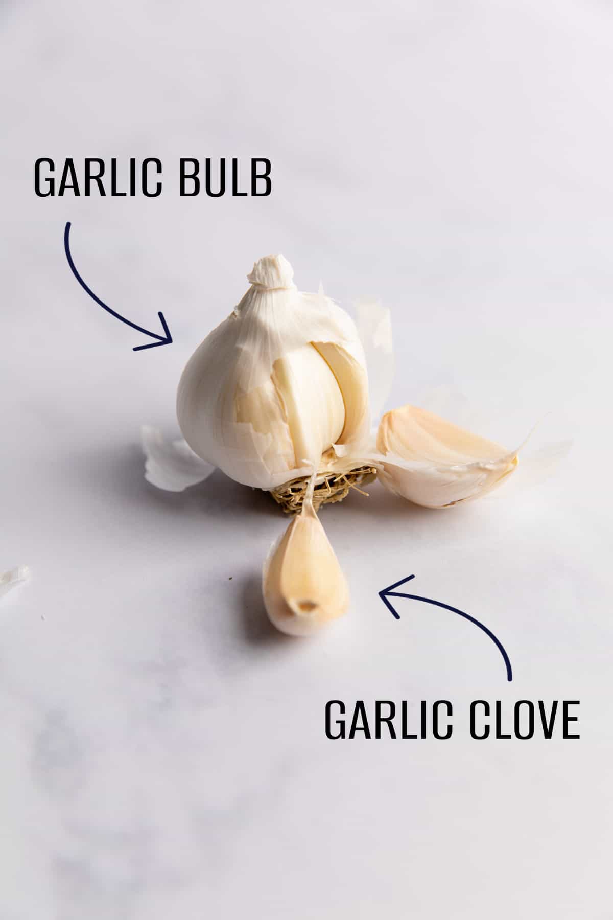 Garlic Bulb